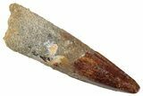 Fossil Spinosaurus Tooth - Real Dinosaur Tooth #267554-1
